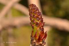 Sapium insigne